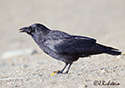 Corvus caurinus